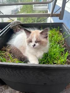 Purebred Ragdoll Kittens - Photo 8