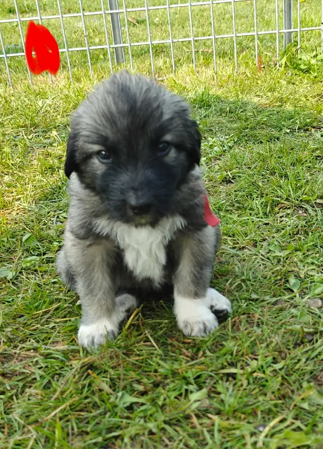 puppies ! adorable guardian puppies