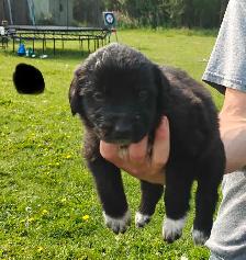 puppies ! adorable guardian puppies - Photo 2