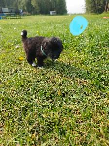 puppies ! adorable guardian puppies - Photo 4