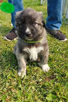 puppies ! adorable guardian puppies - Photo 5