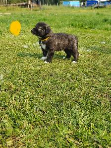 puppies ! adorable guardian puppies - Photo 6