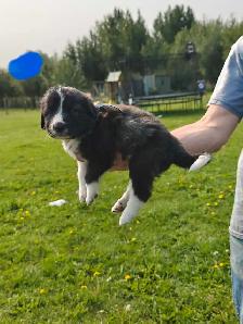 puppies ! adorable guardian puppies - Photo 7