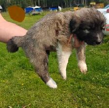 puppies ! adorable guardian puppies - Photo 8
