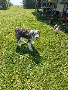 puppies ! adorable guardian puppies - Photo 9