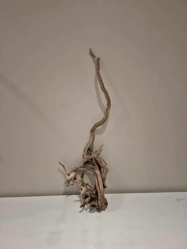 Beautiful Georgian Bay driftwood 23' tall, natural untreated
