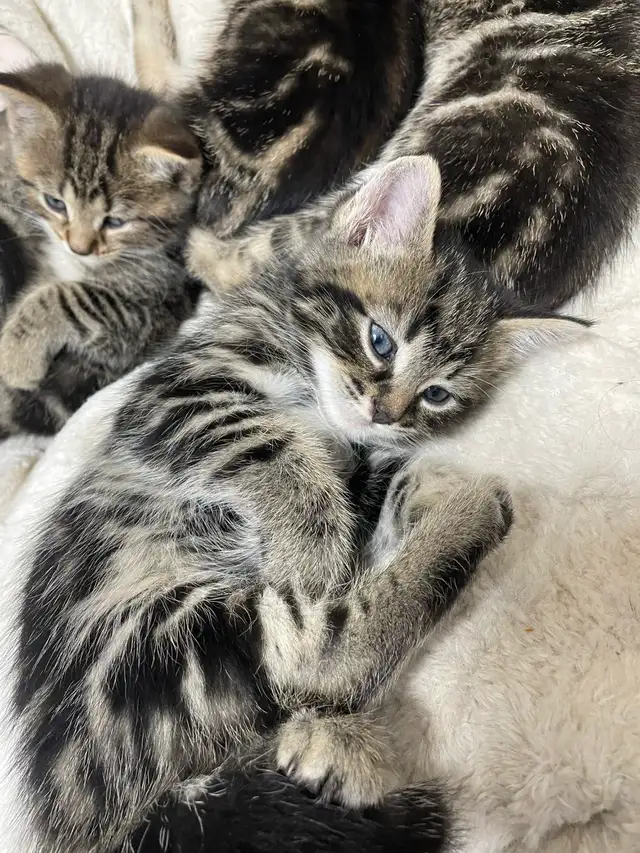 Chatons bangales marbrés mixé avec unknow