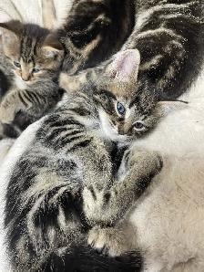 Chatons bangales marbrés mixé avec unknow