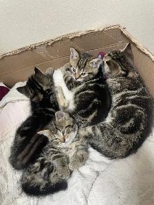 Chatons bangales marbrés mixé avec unknow - Photo 2