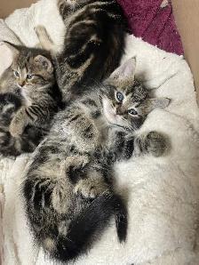Chatons bangales marbrés mixé avec unknow - Photo 3