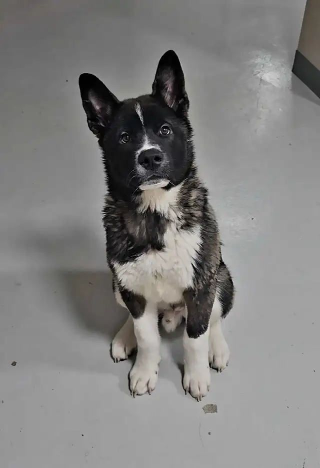American Akita puppy