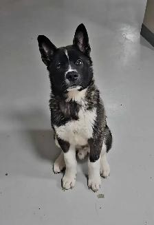 American Akita puppy