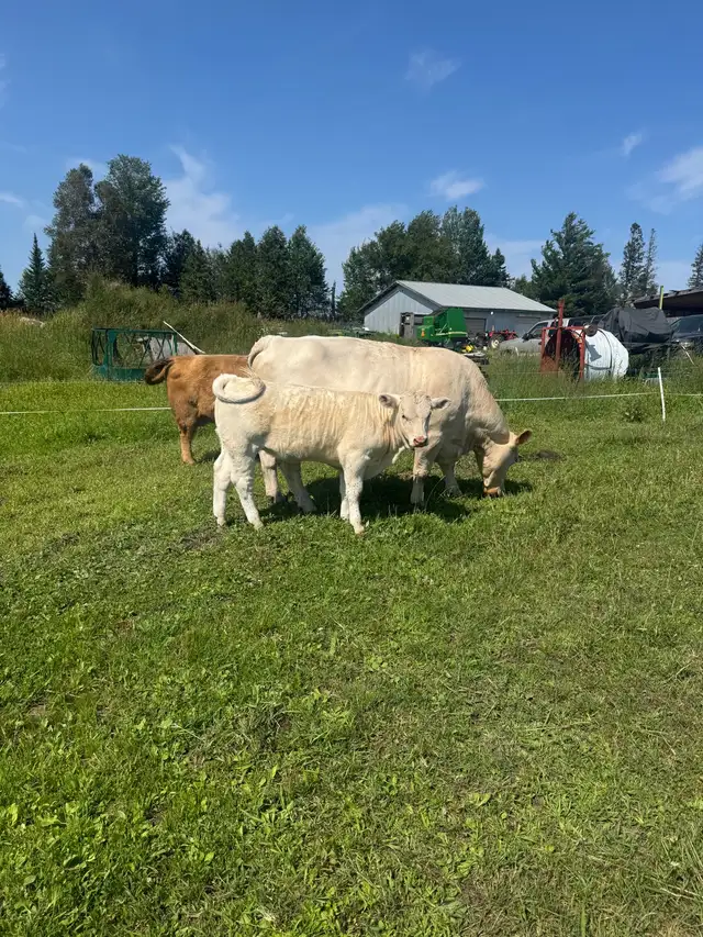 Charolais heifer