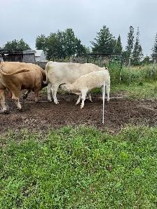 Charolais heifer - Photo 2