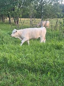 Charolais heifer - Photo 3