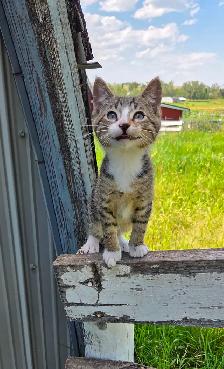 Kittens