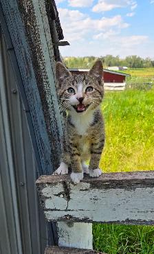 Kittens - Photo 2