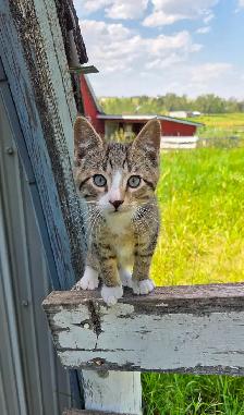 Kittens - Photo 3