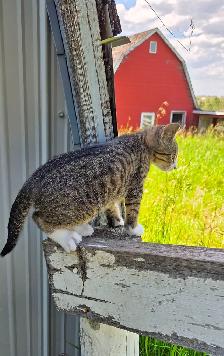 Kittens - Photo 4