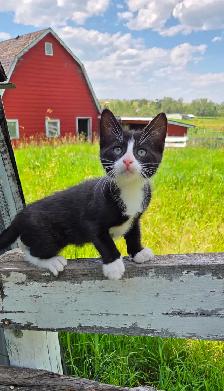 Kittens - Photo 5