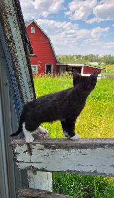 Kittens - Photo 6