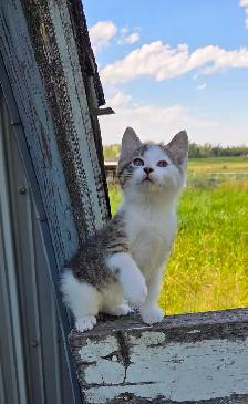 Kittens - Photo 9