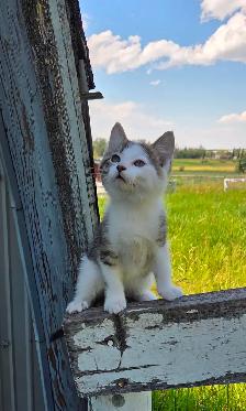 Kittens - Photo 10