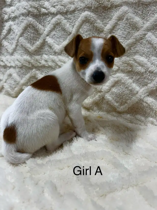 Chihuahua X Toy Fox Terrier