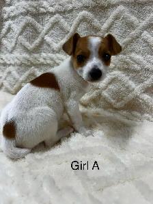 Chihuahua X Toy Fox Terrier