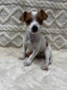 Chihuahua X Toy Fox Terrier - Photo 2
