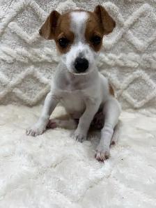Chihuahua X Toy Fox Terrier - Photo 3