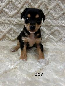 Chihuahua X Toy Fox Terrier - Photo 4
