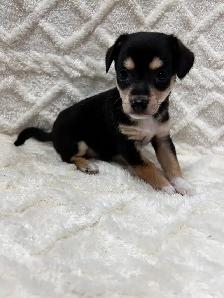 Chihuahua X Toy Fox Terrier - Photo 5
