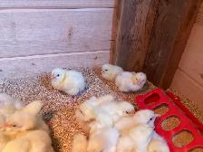 Meat Chicks Hatching Thursday - Photo 2