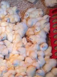 Meat Chicks Hatching Thursday - Photo 3
