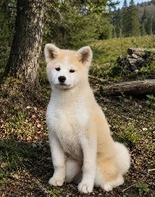 akita inu
