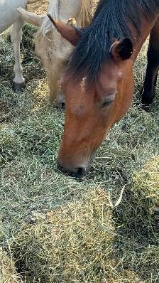 Square Bales - Photo 3