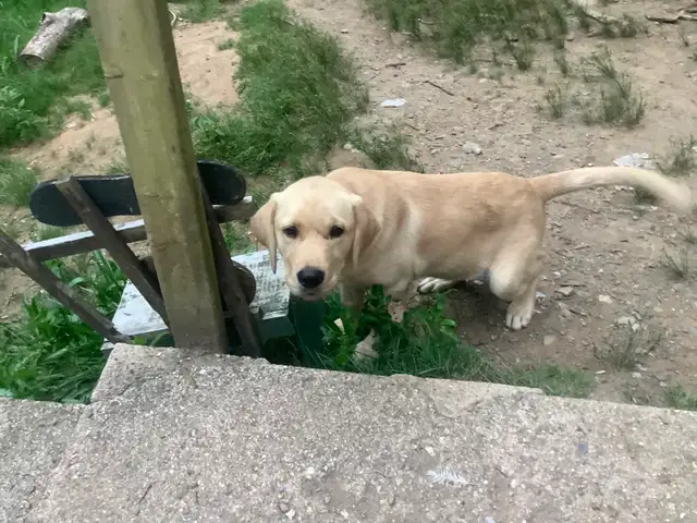 Meet Bow the Farm Dog Puppy