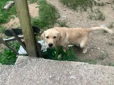 Meet Bow the Farm Dog Puppy