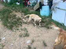 Meet Bow the Farm Dog Puppy - Photo 2