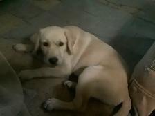 Meet Bow the Farm Dog Puppy - Photo 3