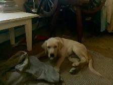 Meet Bow the Farm Dog Puppy - Photo 4