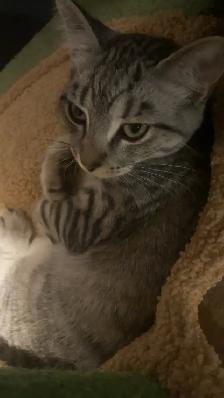 pet sitter