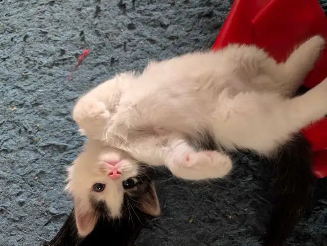 Beautiful Twin Ragdoll Kittens