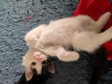 Beautiful Twin Ragdoll Kittens