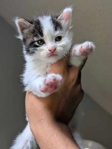 Beautiful Twin Ragdoll Kittens - Photo 4