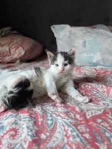 Beautiful Twin Ragdoll Kittens - Photo 5