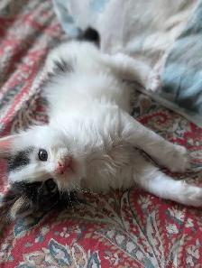 Beautiful Twin Ragdoll Kittens - Photo 6