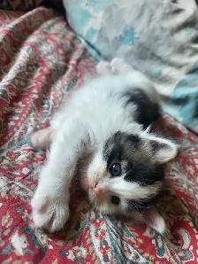 Beautiful Twin Ragdoll Kittens - Photo 7
