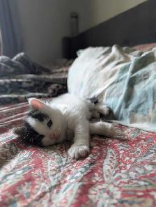 Beautiful Twin Ragdoll Kittens - Photo 8